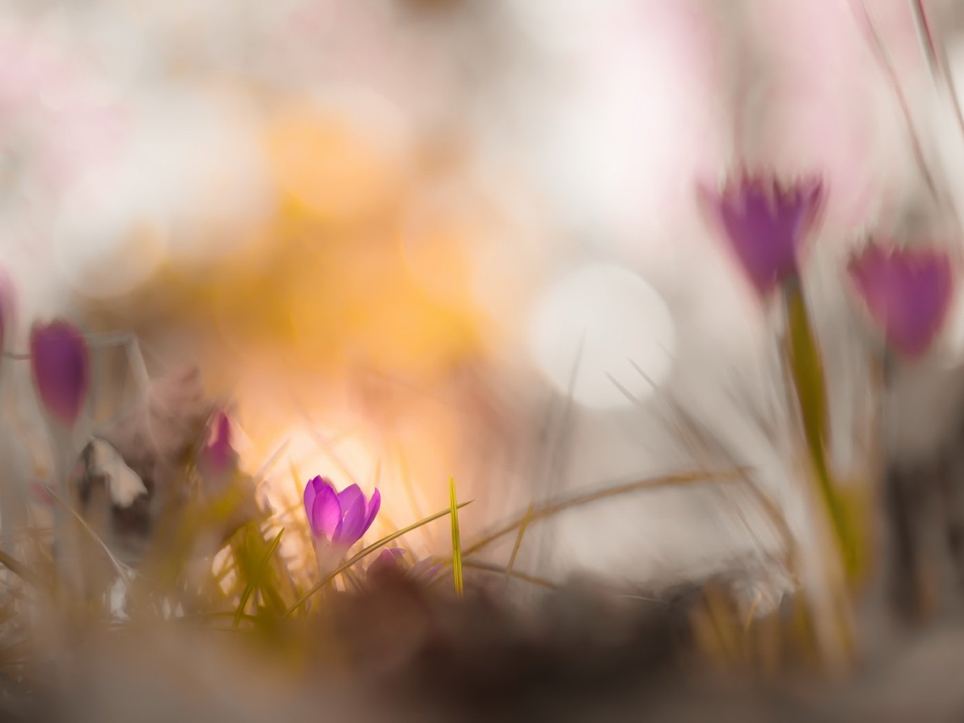 Обои цветы, природа, фон, весна, крокусы, боке, flowers, nature, background, spring, crocuses, bokeh разрешение 2048x1367 Загрузить