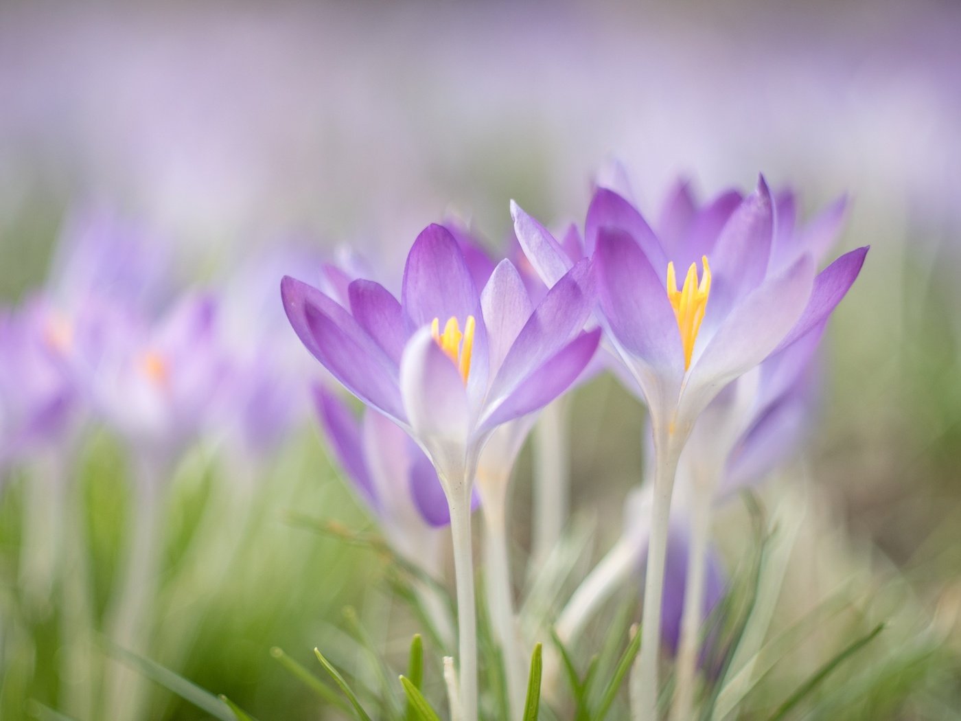 Обои цветы, макро, весна, крокусы, flowers, macro, spring, crocuses разрешение 1920x1440 Загрузить