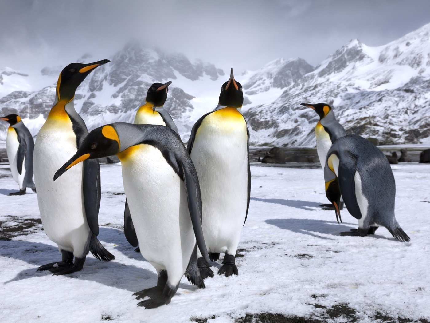 Обои горы, снег, пингвин, пингвины, королевские пингвины, mountains, snow, penguin, penguins, royal penguins разрешение 2500x1667 Загрузить