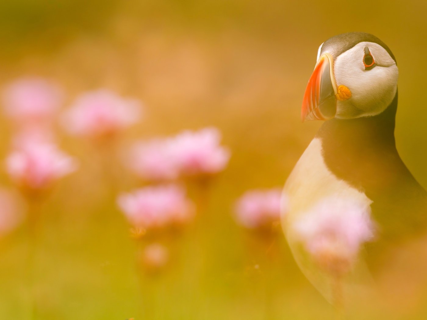 Обои свет, цветы, птица, тупик, атлантический тупик, light, flowers, bird, stalled, atlantic puffin разрешение 2500x1667 Загрузить