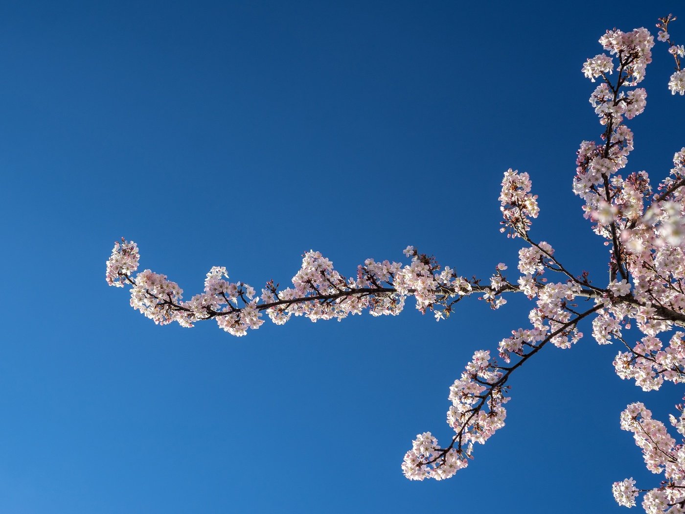 Обои небо, природа, цветение, ветки, весна, вишня, the sky, nature, flowering, branches, spring, cherry разрешение 2048x1365 Загрузить