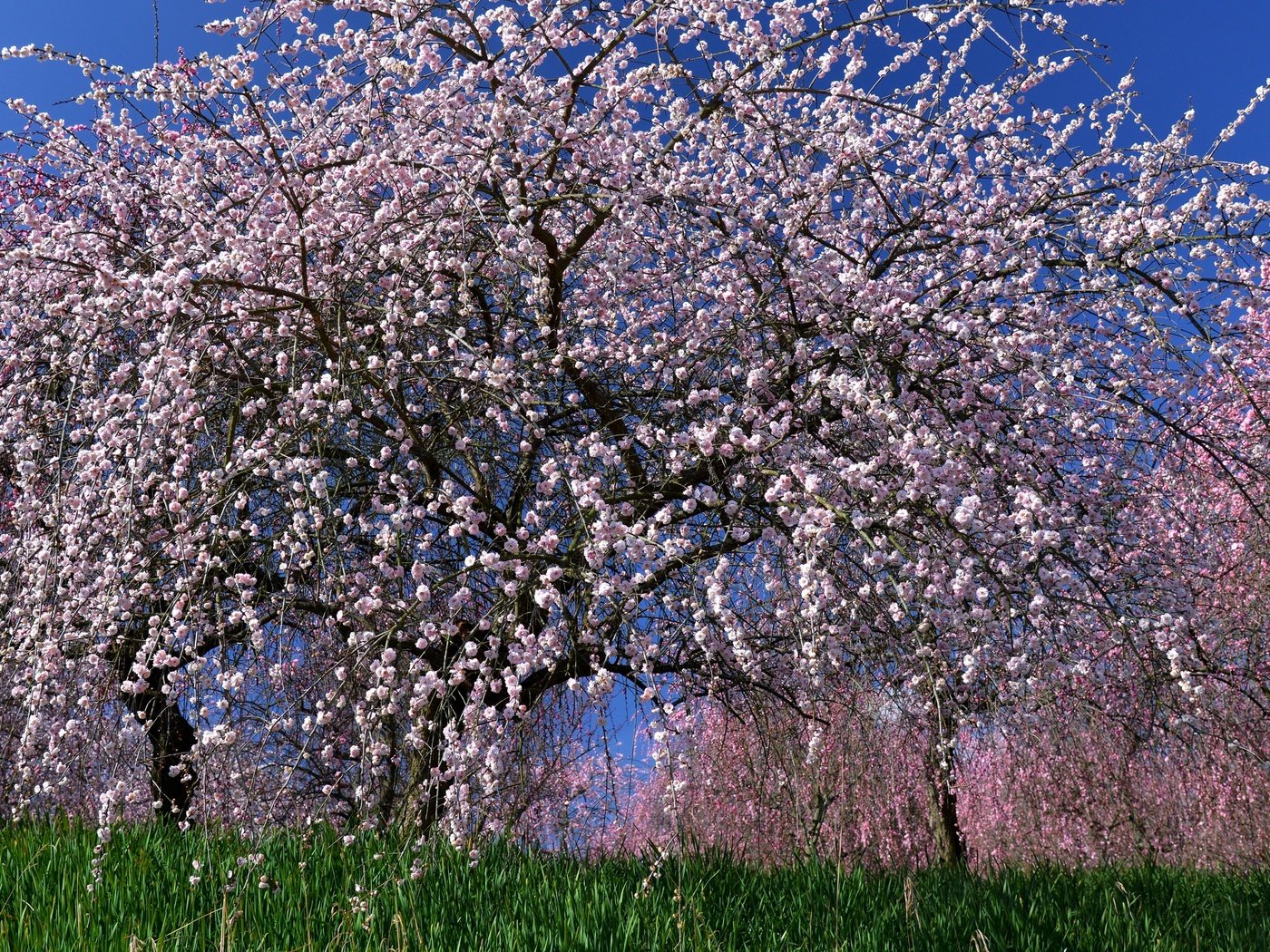 Обои дерево, цветение, весна, сакура, tree, flowering, spring, sakura разрешение 3000x2043 Загрузить