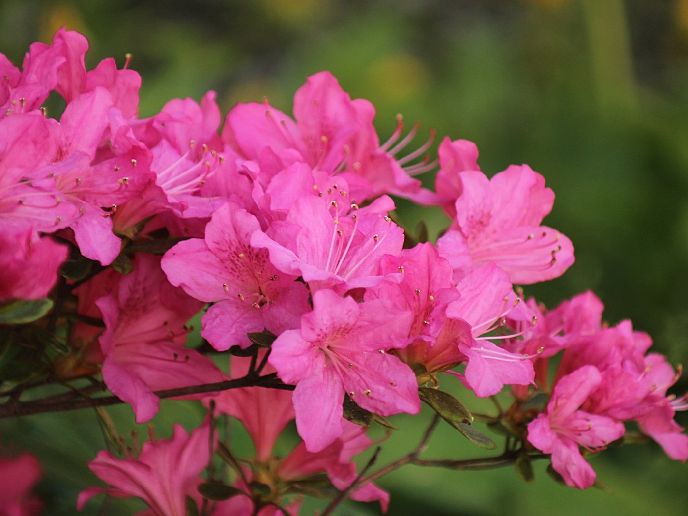 Обои цветение, весна, розовые цветы, весенние, азалия, рододендрон, flowering, spring, pink flowers, azalea, rhododendron разрешение 4842x3261 Загрузить