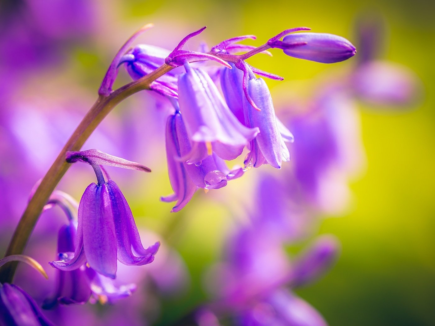 Обои цветы, макро, колокольчики, капли воды, после дождя, flowers, macro, bells, water drops, after the rain разрешение 2048x1152 Загрузить