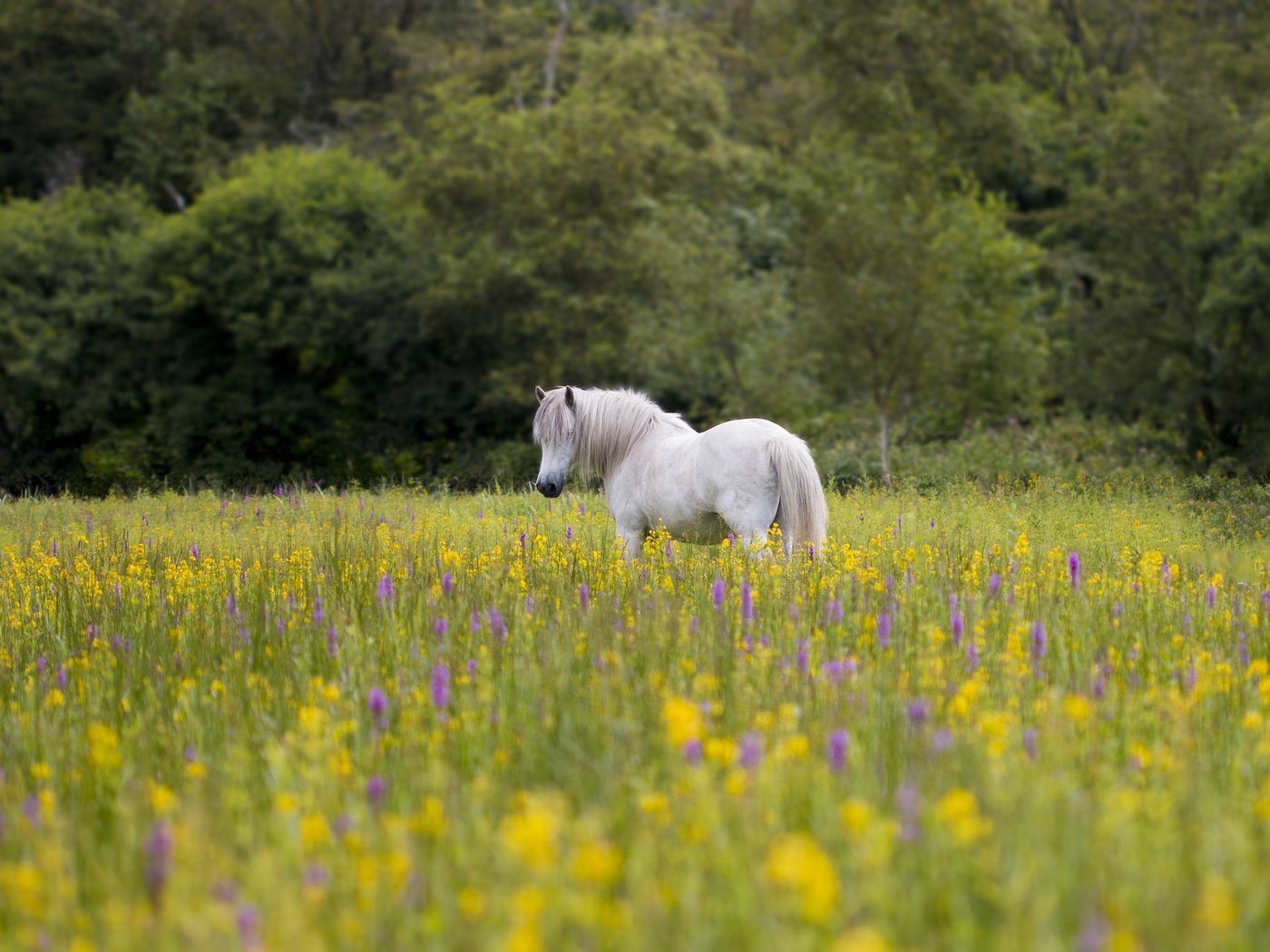 Обои цветы, лошадь, природа, пейзаж, луг, конь, грива, flowers, horse, nature, landscape, meadow, mane разрешение 2048x1365 Загрузить