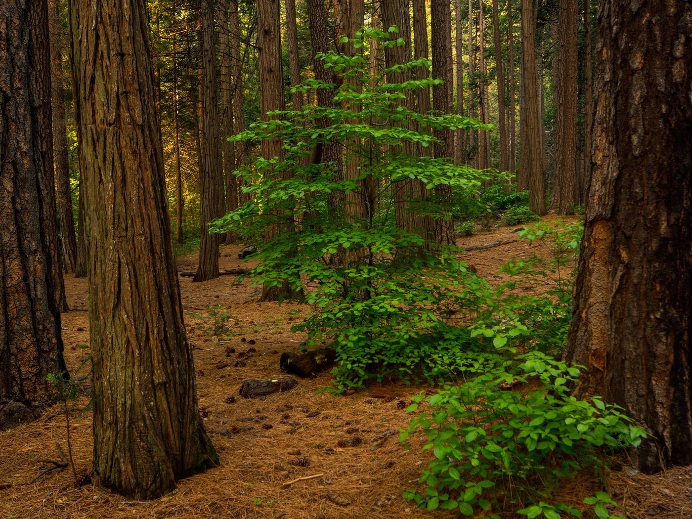 Обои деревья, природа, лес, листья, стволы, сша, калифорния, долина йосемити, trees, nature, forest, leaves, trunks, usa, ca, yosemite valley разрешение 2048x1365 Загрузить