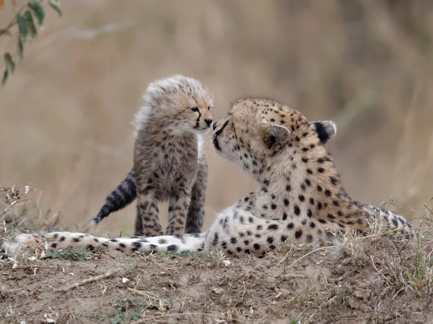 Обои природа, фон, гепарды, nature, background, cheetahs разрешение 2500x1519 Загрузить