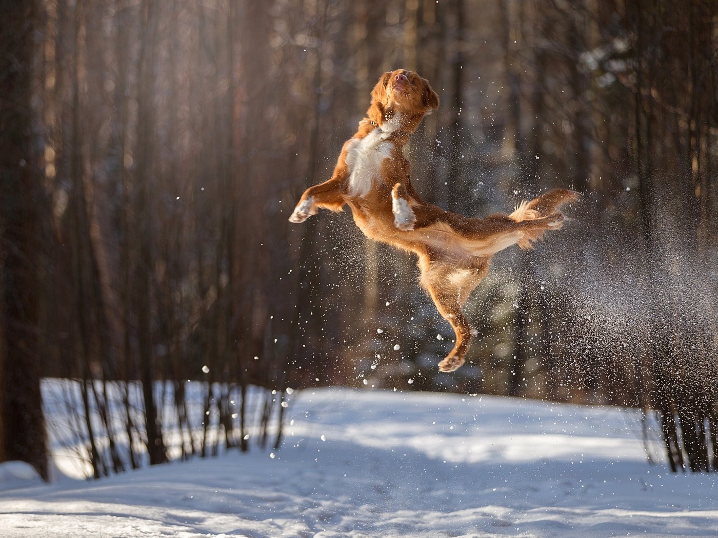 Обои снег, зима, полет, собака, прыжок, в воздухе, боке, snow, winter, flight, dog, jump, in the air, bokeh разрешение 1920x1200 Загрузить