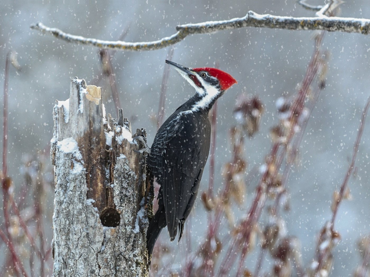 Обои ветка, снег, птица, пень, дятел, branch, snow, bird, stump, woodpecker разрешение 2048x1457 Загрузить