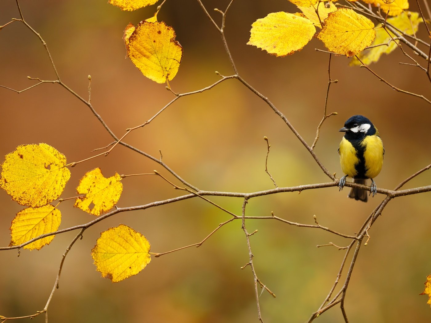 Обои ветка, листва, осень, птица, синица, branch, foliage, autumn, bird, tit разрешение 2499x1666 Загрузить