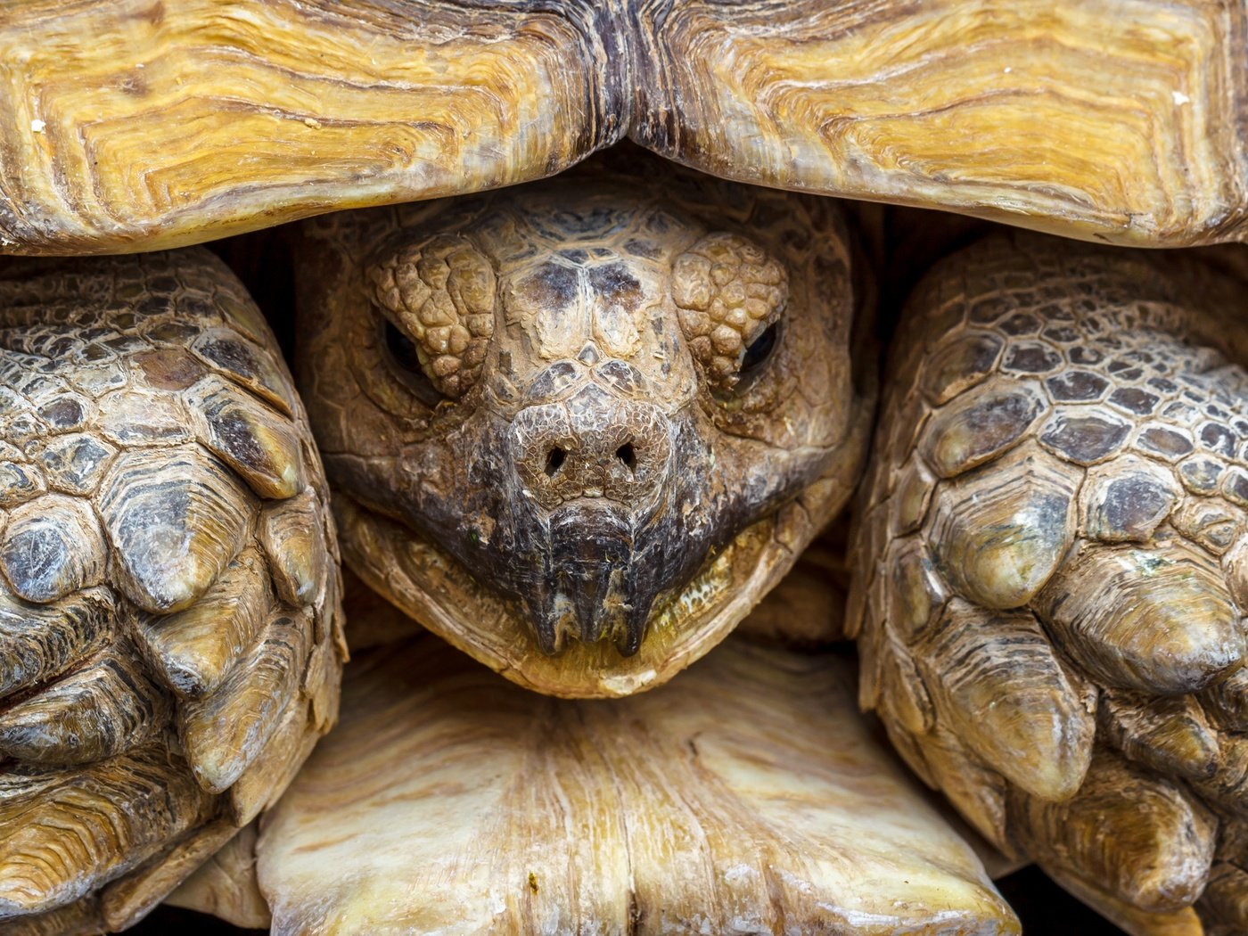 Обои макро, черепаха, панцирь, голова, пресмыкающееся, macro, turtle, shell, head, reptile разрешение 2880x1816 Загрузить