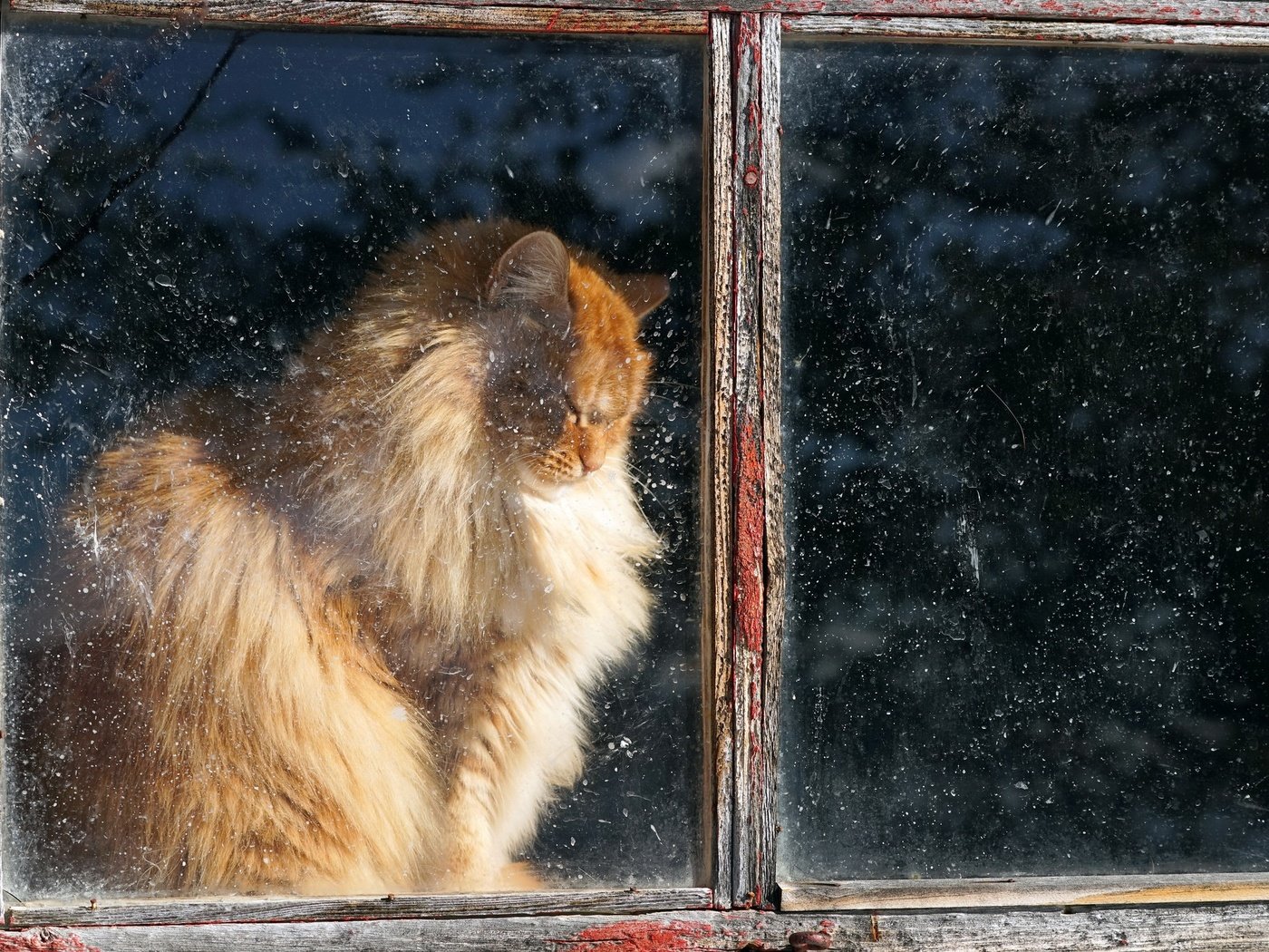 Обои кот, кошка, пушистый, дом, окно, рыжий, cat, fluffy, house, window, red разрешение 2048x1365 Загрузить