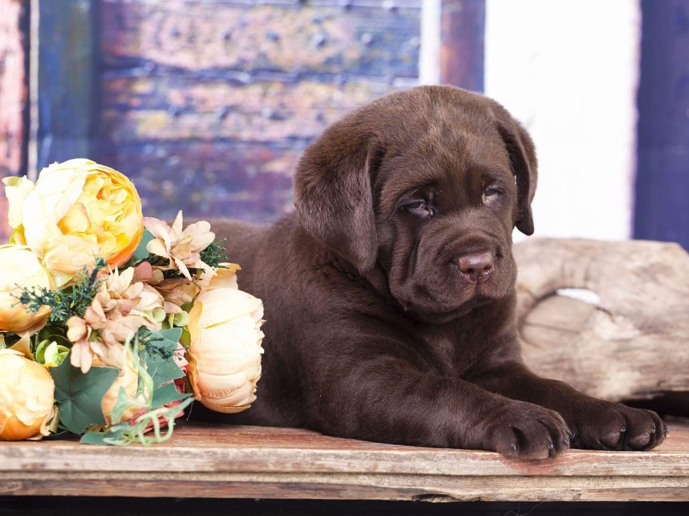 Обои цветы, щенок, лабрадор, шоколадный, flowers, puppy, labrador, chocolate разрешение 1920x1280 Загрузить