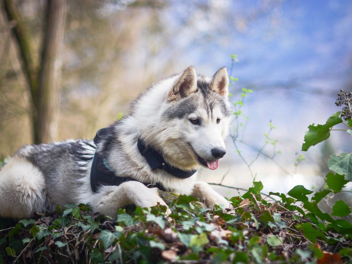 Обои природа, взгляд, собака, хаски, maïko, sarah.bsj, nature, look, dog, husky разрешение 2560x1707 Загрузить