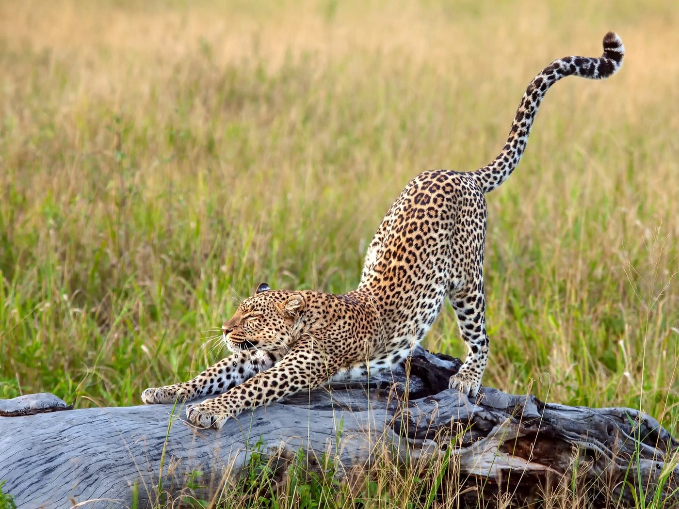 Обои трава, леопард, африка, большая кошка, потягивается, grass, leopard, africa, big cat, stretching разрешение 2500x1667 Загрузить