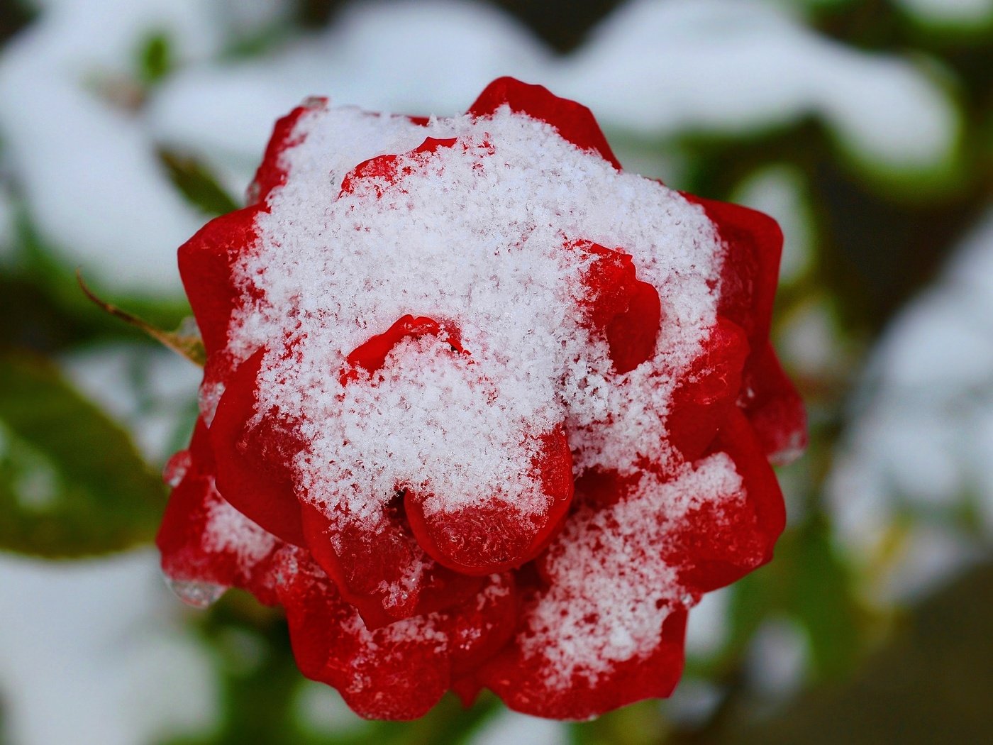 Обои снег, зима, цветок, роза, красная, красная роза, snow, winter, flower, rose, red, red rose разрешение 3000x1798 Загрузить