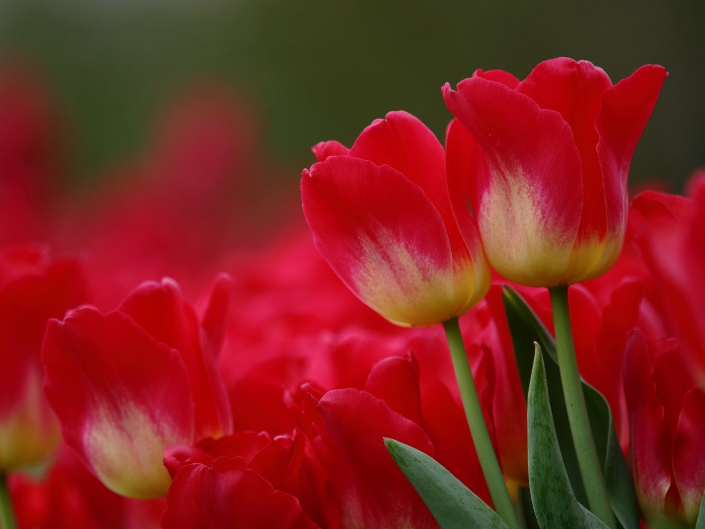 Обои цветы, макро, красные, тюльпаны, flowers, macro, red, tulips разрешение 2048x1365 Загрузить