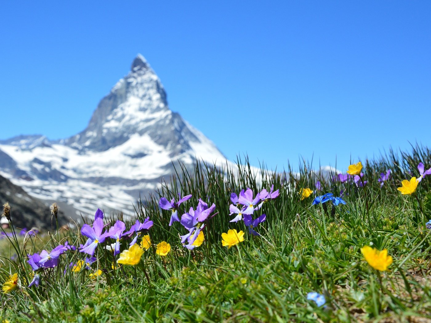 Обои цветы, трава, гора, швейцария, луг, боке, маттерхорн, flowers, grass, mountain, switzerland, meadow, bokeh, matterhorn разрешение 2927x1947 Загрузить