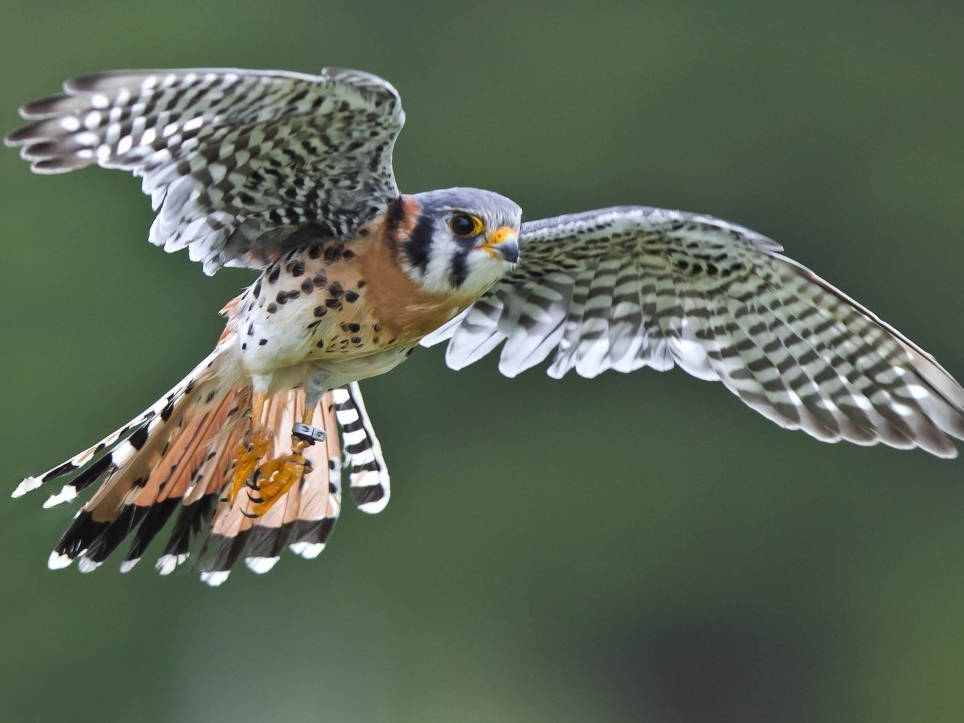 Обои полет, крылья, птица, сокол, пустельга, воробьиная пустельга, flight, wings, bird, falcon, kestrel, sparrow kestrel разрешение 2979x1778 Загрузить