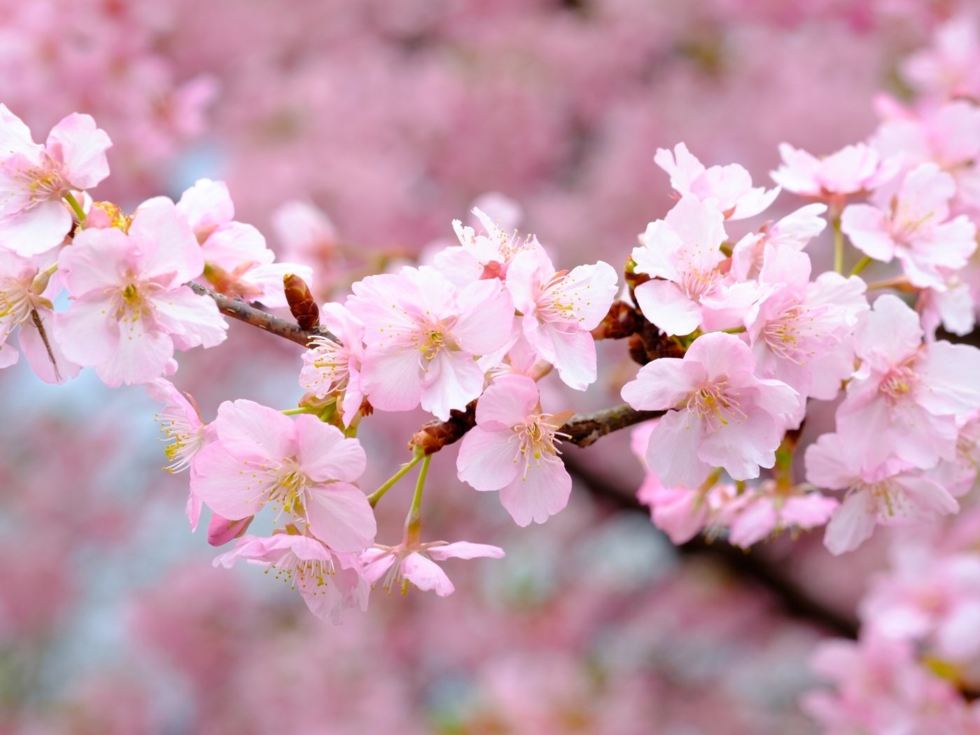 Обои цветы, цветение, ветки, весна, розовые, вишня, сакура, flowers, flowering, branches, spring, pink, cherry, sakura разрешение 4174x2783 Загрузить