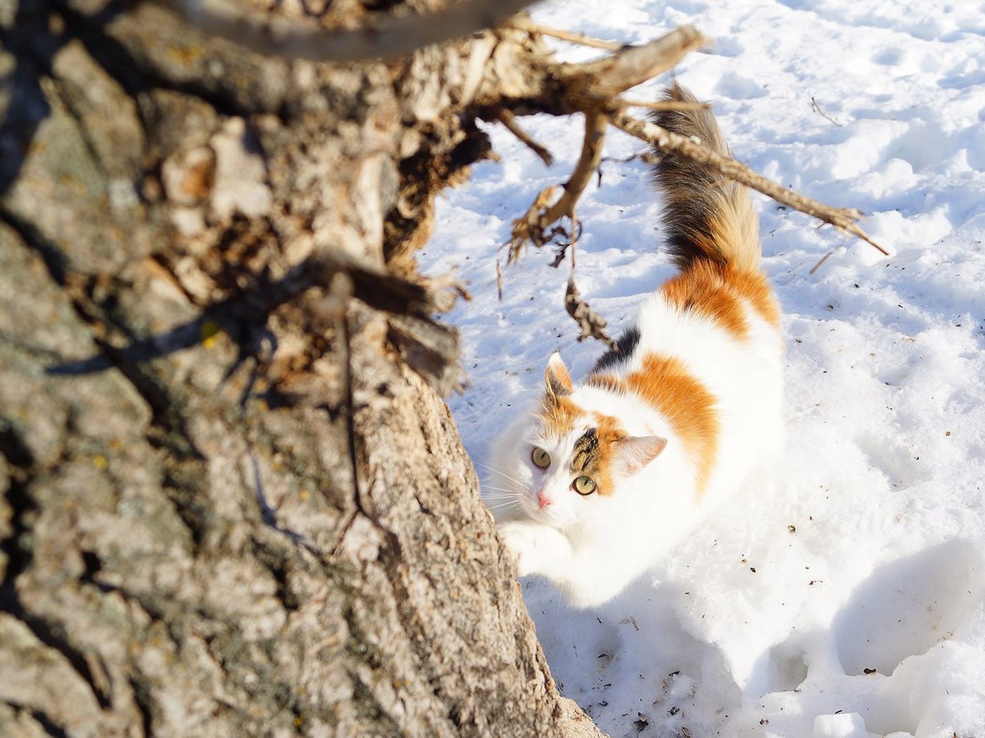 Обои снег, дерево, зима, кошка, взгляд, snow, tree, winter, cat, look разрешение 4724x3152 Загрузить