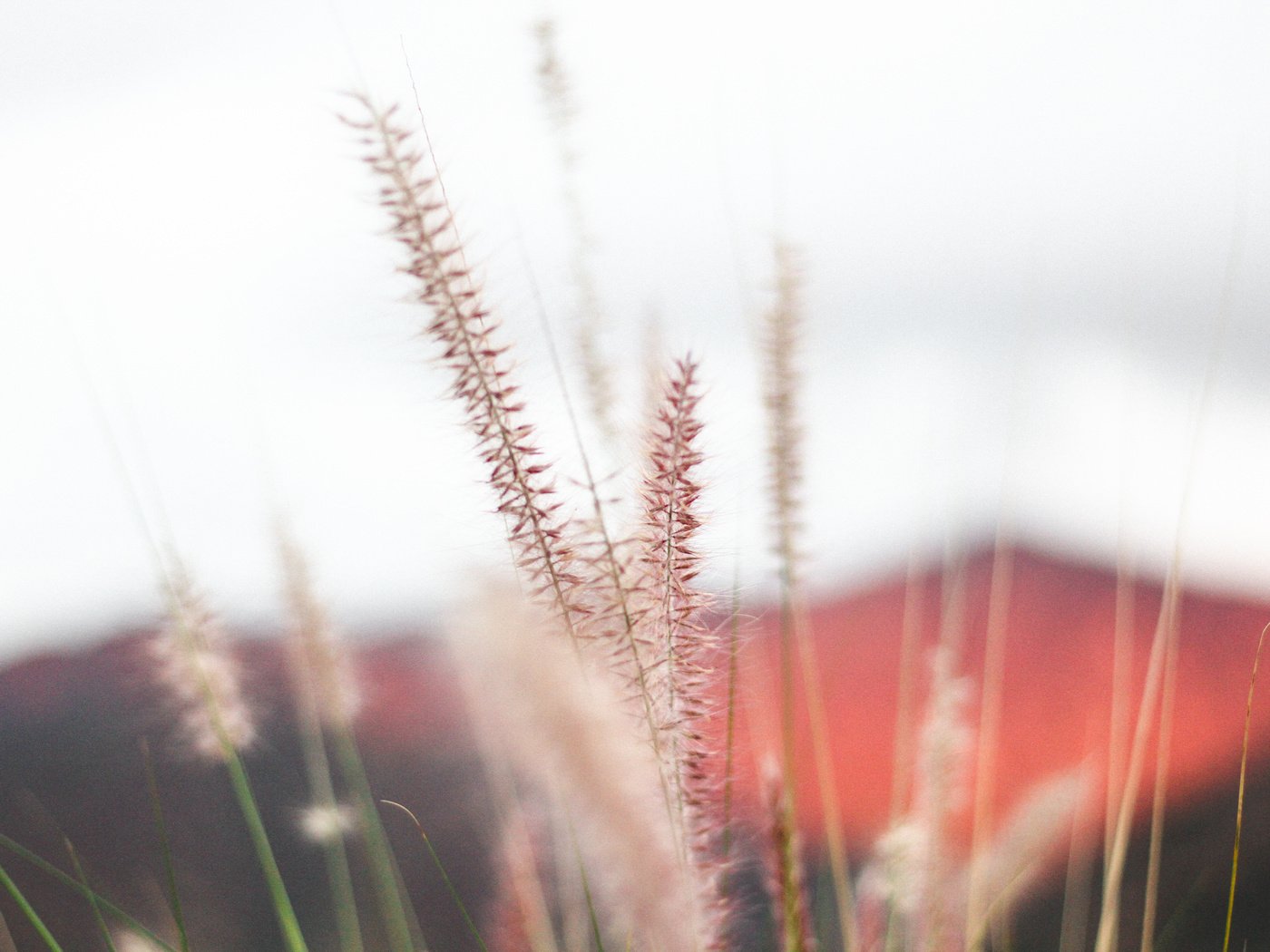 Обои трава, природа, макро, колоски, растение, jeremy bishop, grass, nature, macro, spikelets, plant разрешение 5184x3456 Загрузить