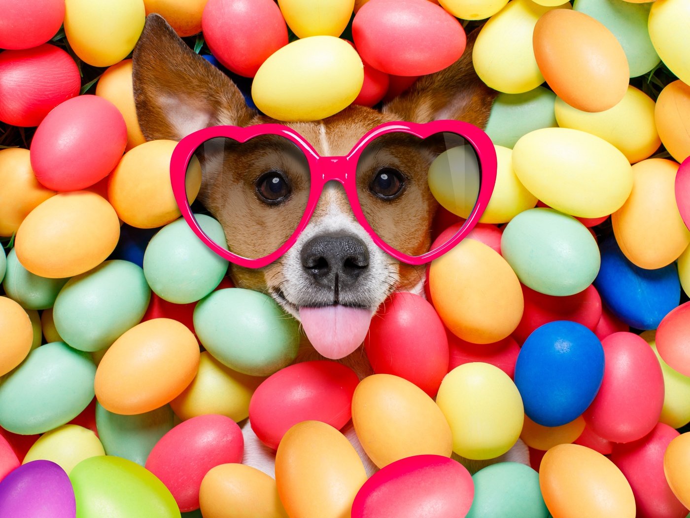 Обои очки, собака, пасха, язык, сердечки, яйца крашеные, glasses, dog, easter, language, hearts, the painted eggs разрешение 6720x4480 Загрузить