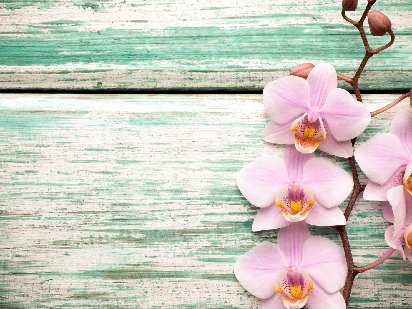 Обои цветы, розовые, экзотика, орхидеи, flowers, pink, exotic, orchids разрешение 2880x1745 Загрузить