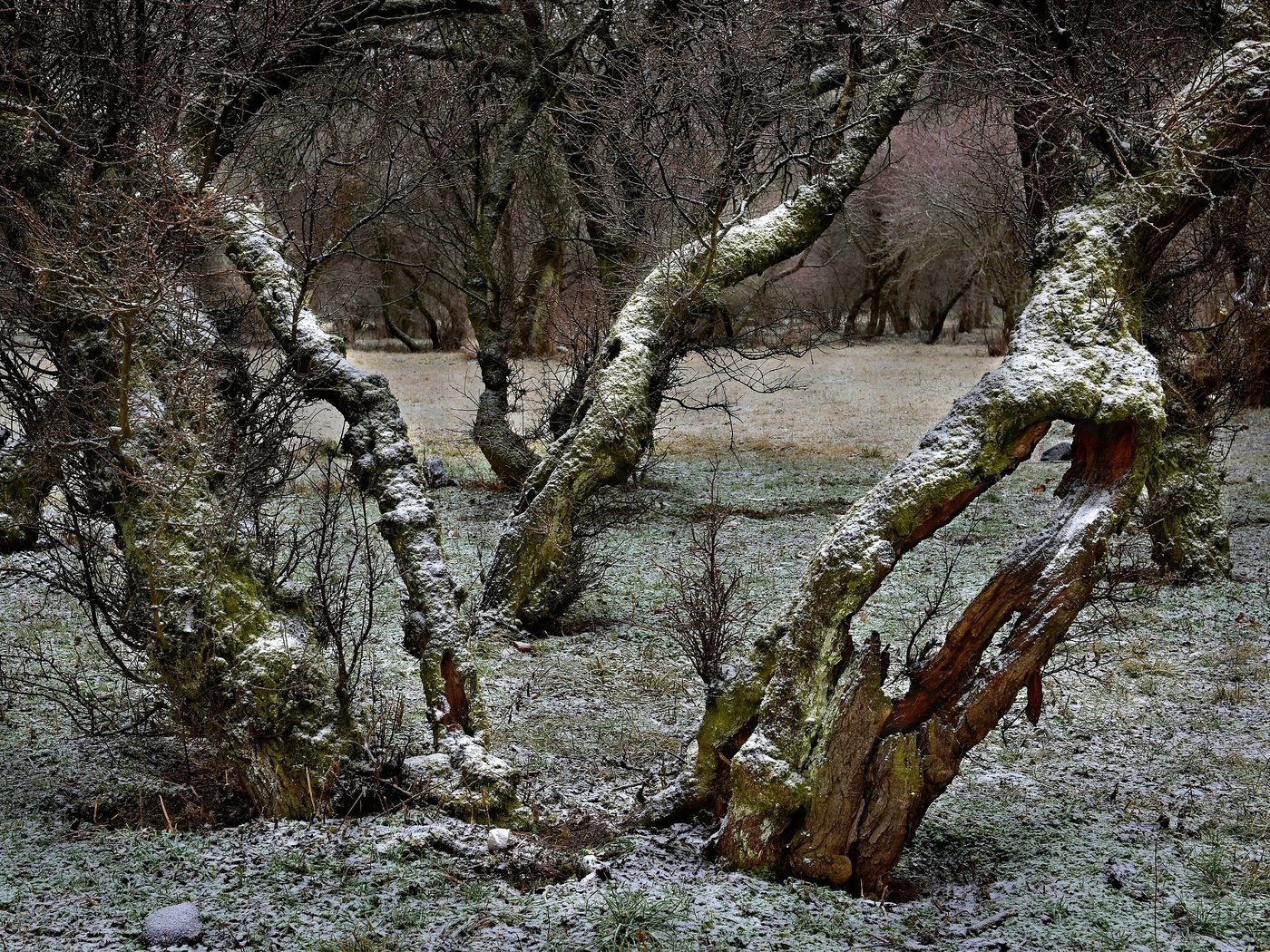 Обои деревья, снег, ветки, trees, snow, branches разрешение 2800x1719 Загрузить