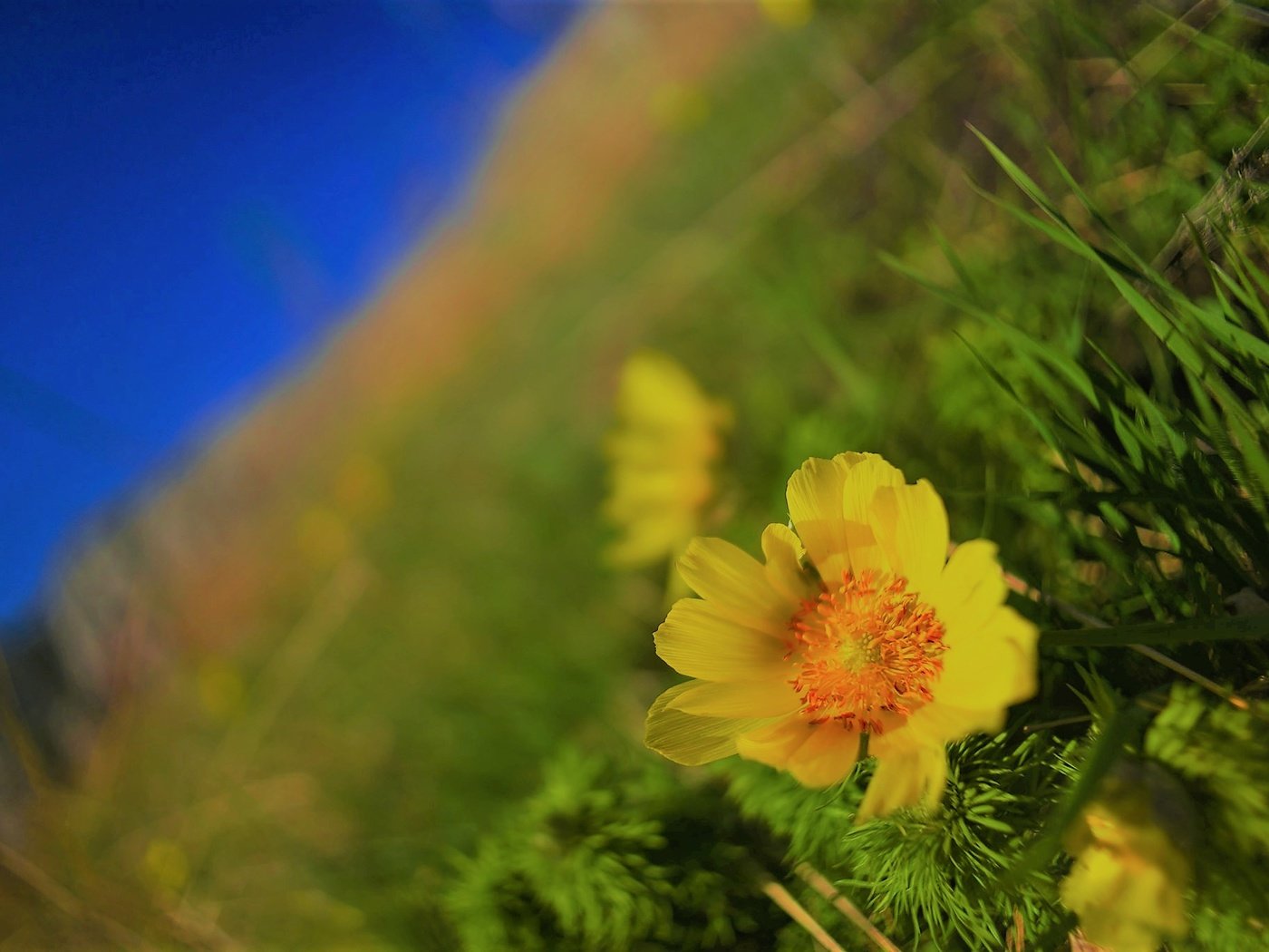 Обои цветы, природа, макро, фон, цветок, поле, flowers, nature, macro, background, flower, field разрешение 2048x1365 Загрузить