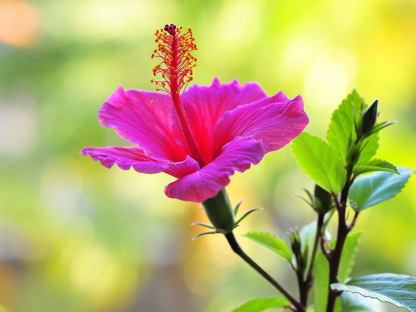 Обои макро, фон, цветок, гибискус, nick zadeh, macro, background, flower, hibiscus разрешение 2048x1362 Загрузить