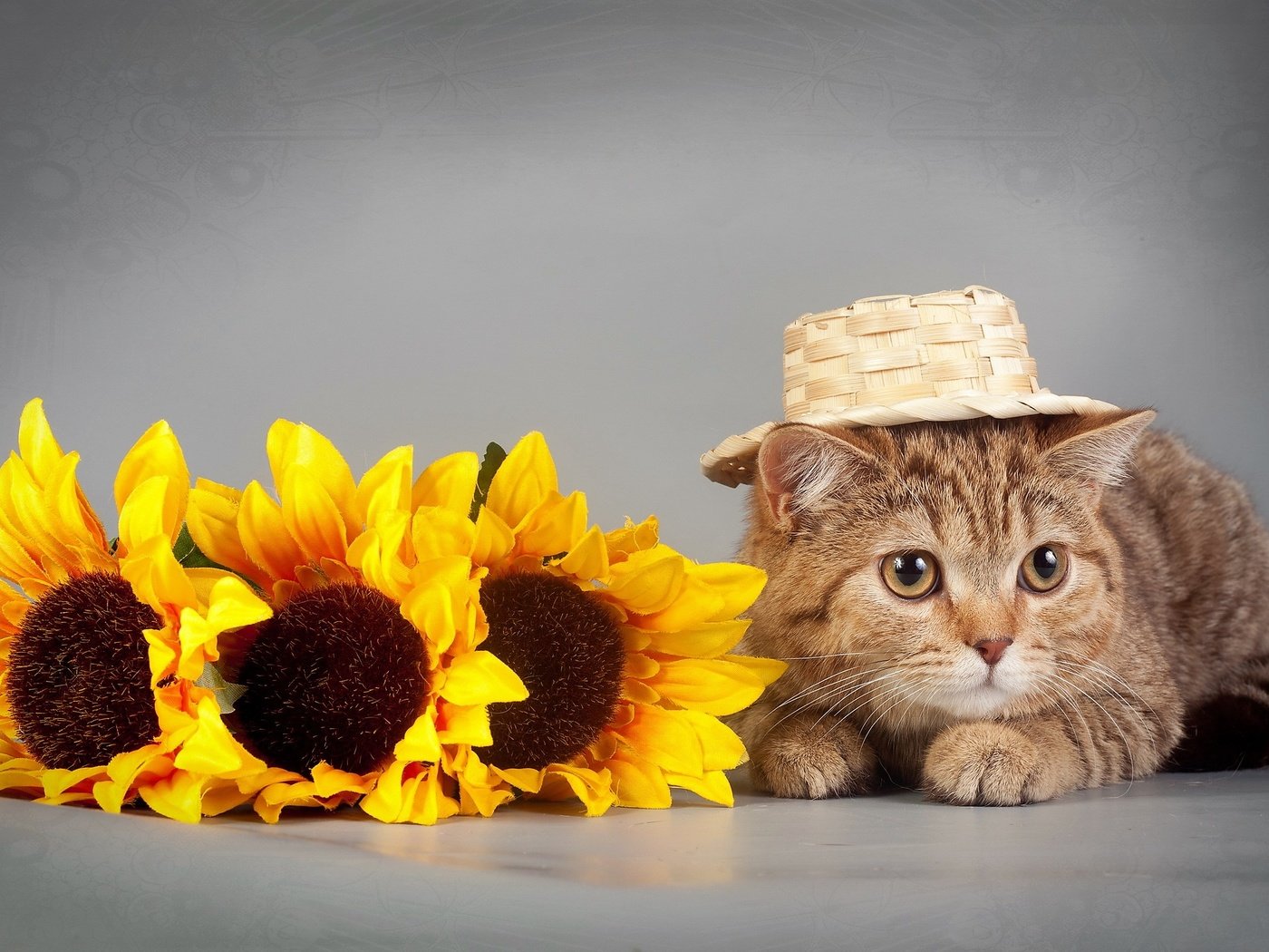 Обои глаза, цветы, кот, кошка, взгляд, подсолнух, шляпка, eyes, flowers, cat, look, sunflower, hat разрешение 2560x1600 Загрузить