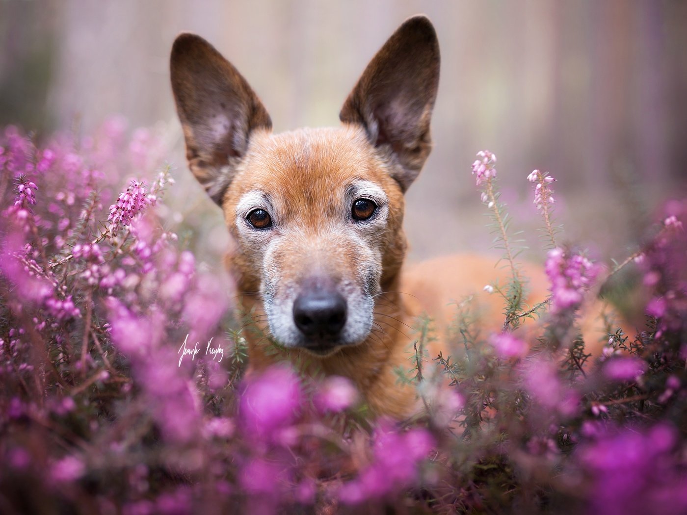 Обои цветы, взгляд, собака, друг, flowers, look, dog, each разрешение 2048x1365 Загрузить