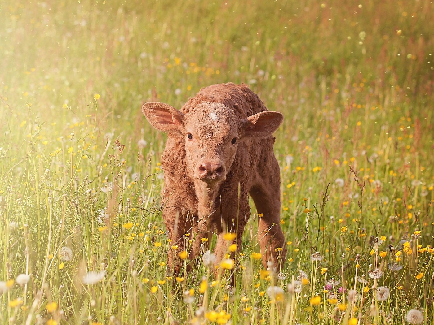 Обои цветы, трава, поле, луг, животное, корова, телёнок, pezibear, flowers, grass, field, meadow, animal, cow, calf разрешение 2000x1328 Загрузить