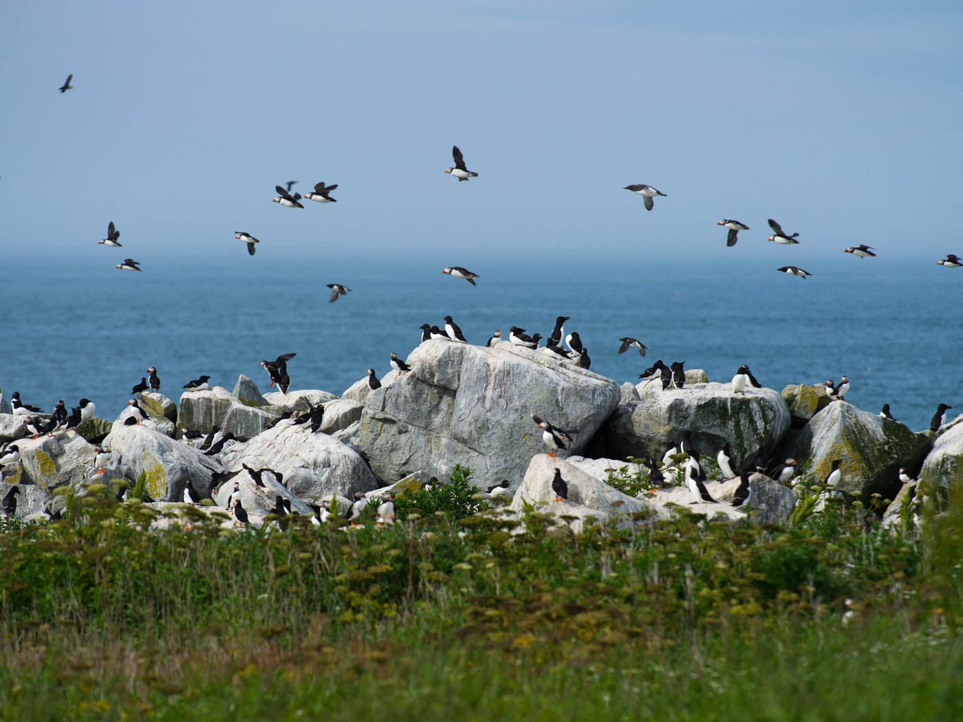 Обои небо, камни, море, птицы, ray hennessy, гагарка, the sky, stones, sea, birds, razorbill разрешение 4029x2681 Загрузить