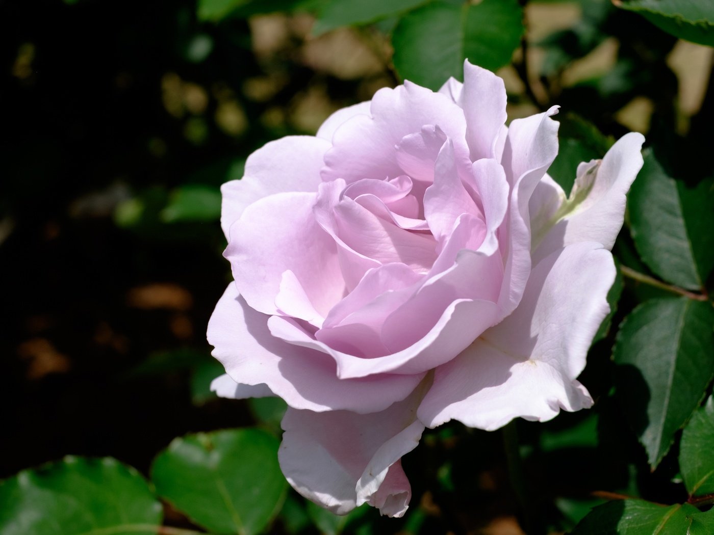 Обои макро, цветок, роза, лепестки, macro, flower, rose, petals разрешение 4180x2772 Загрузить