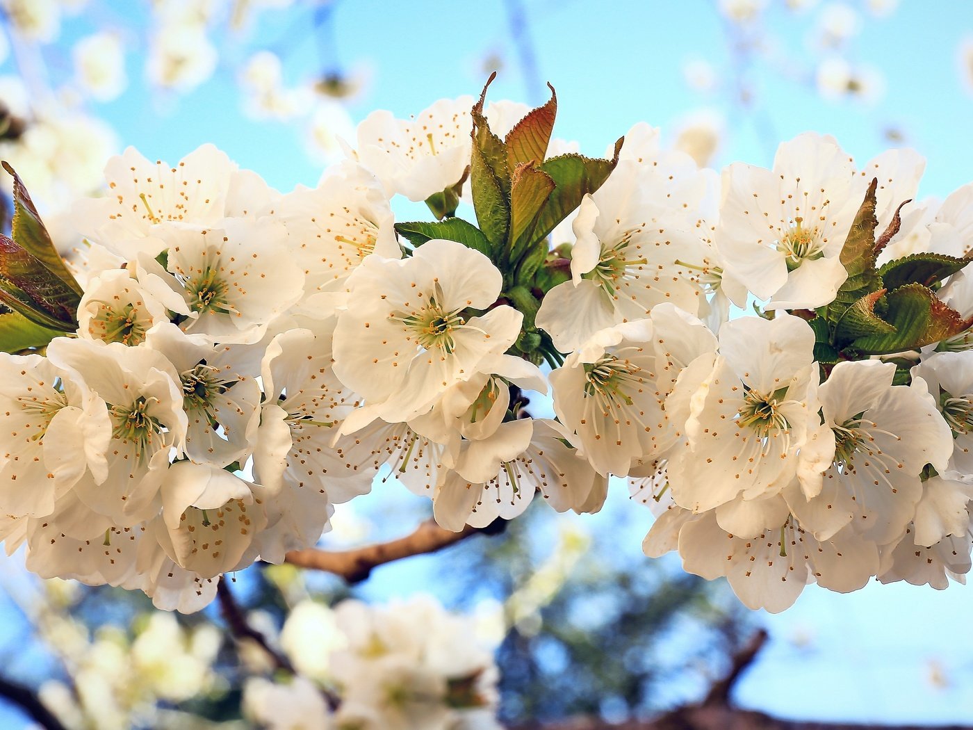 Обои цветы, цветение, весна, вишня, flowers, flowering, spring, cherry разрешение 4000x2282 Загрузить