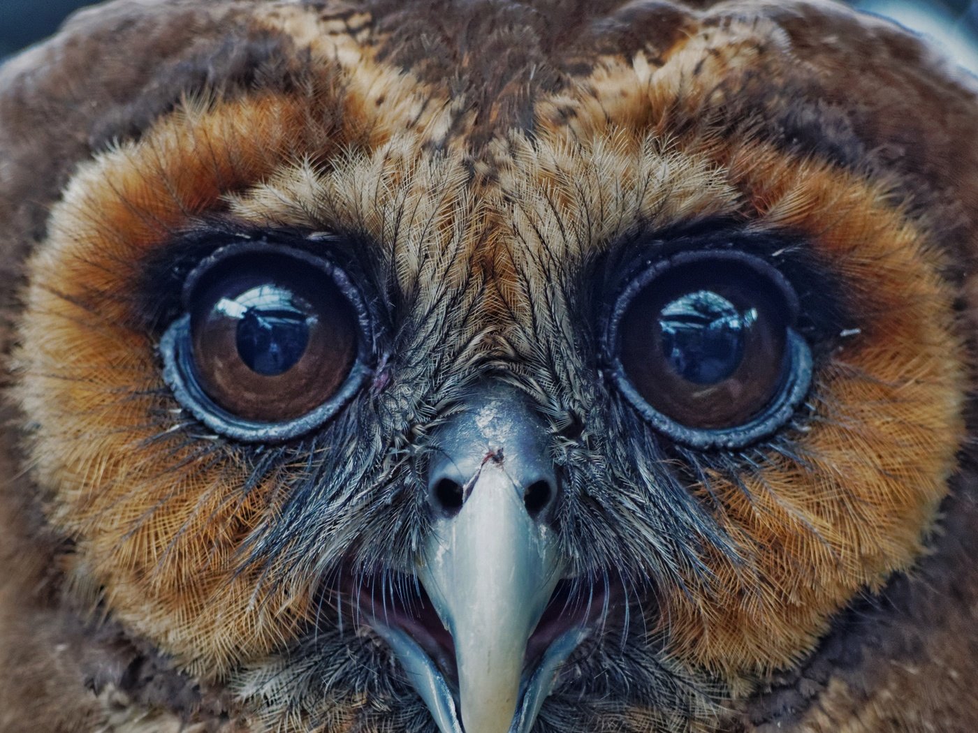 Обои глаза, сова, птица, клюв, перья, eyes, owl, bird, beak, feathers разрешение 3369x3028 Загрузить