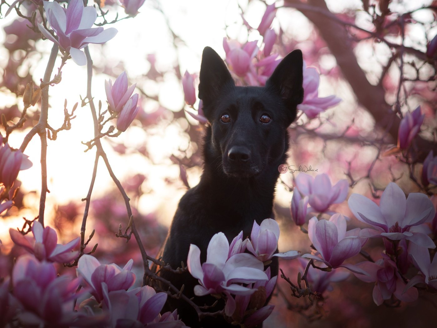 Обои цветы, природа, собака, друг, черная, немецкая овчарка, магнолия, flowers, nature, dog, each, black, german shepherd, magnolia разрешение 2048x1367 Загрузить