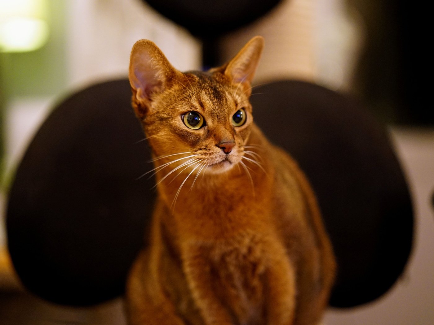 Обои кот, кошка, взгляд, животное, абиссинская, cat, look, animal, abyssinian разрешение 5147x3427 Загрузить