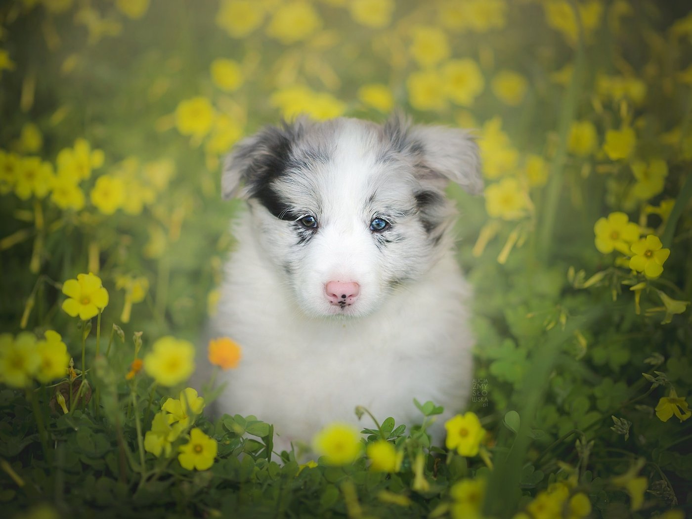 Обои цветы, взгляд, собака, щенок, боке, бордер-колли, flowers, look, dog, puppy, bokeh, the border collie разрешение 2048x1365 Загрузить