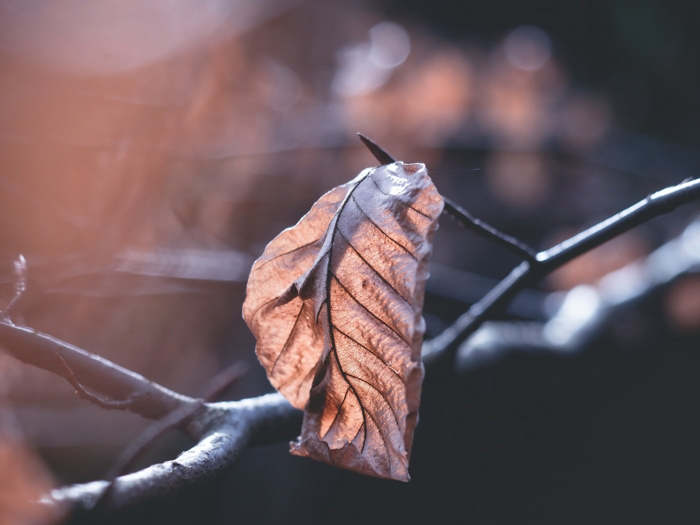 Обои ветка, природа, фон, осень, лист, размытость, сухие листья, branch, nature, background, autumn, sheet, blur, dry leaves разрешение 4872x3056 Загрузить