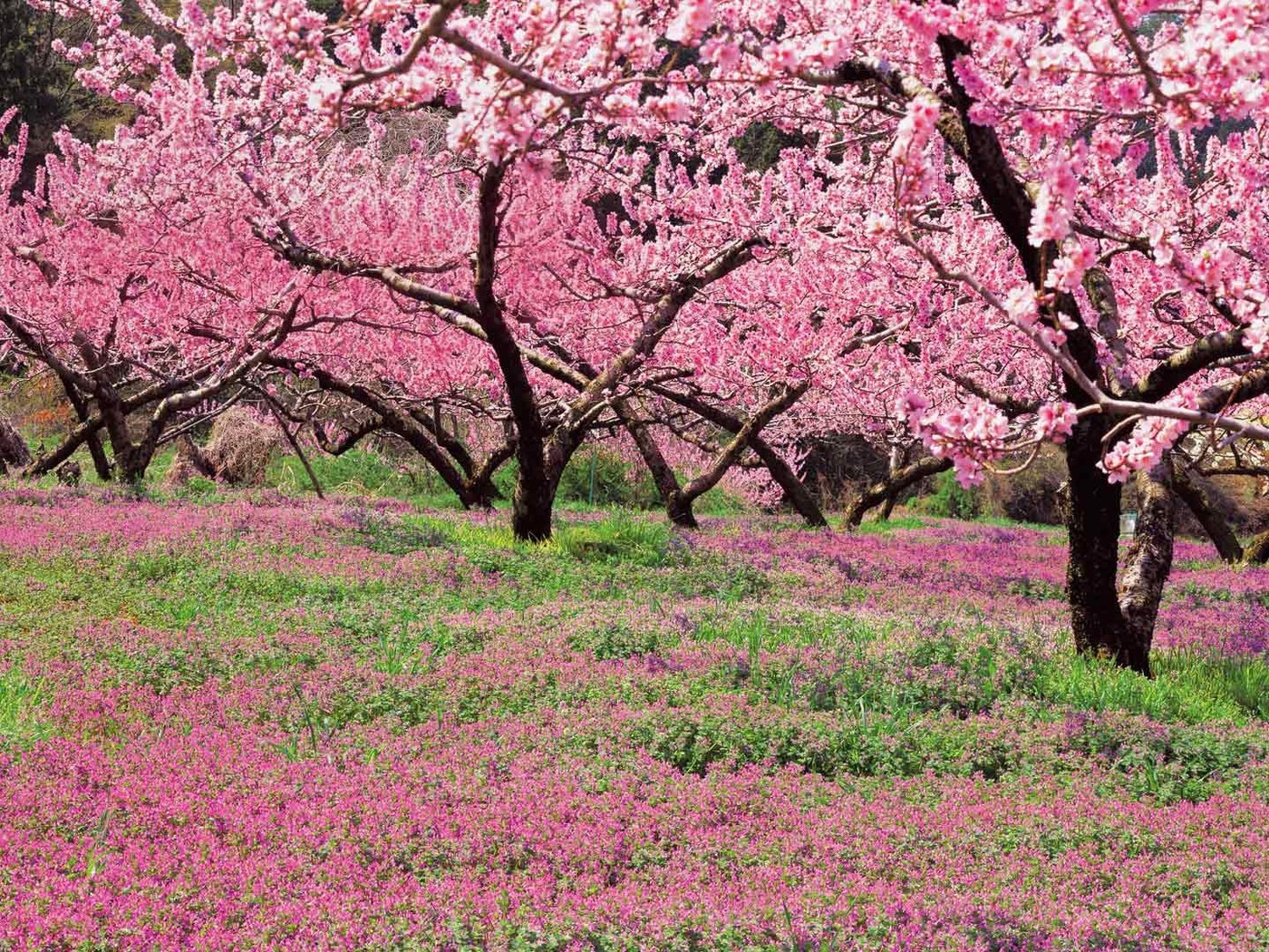 Персиковое дерево цветение