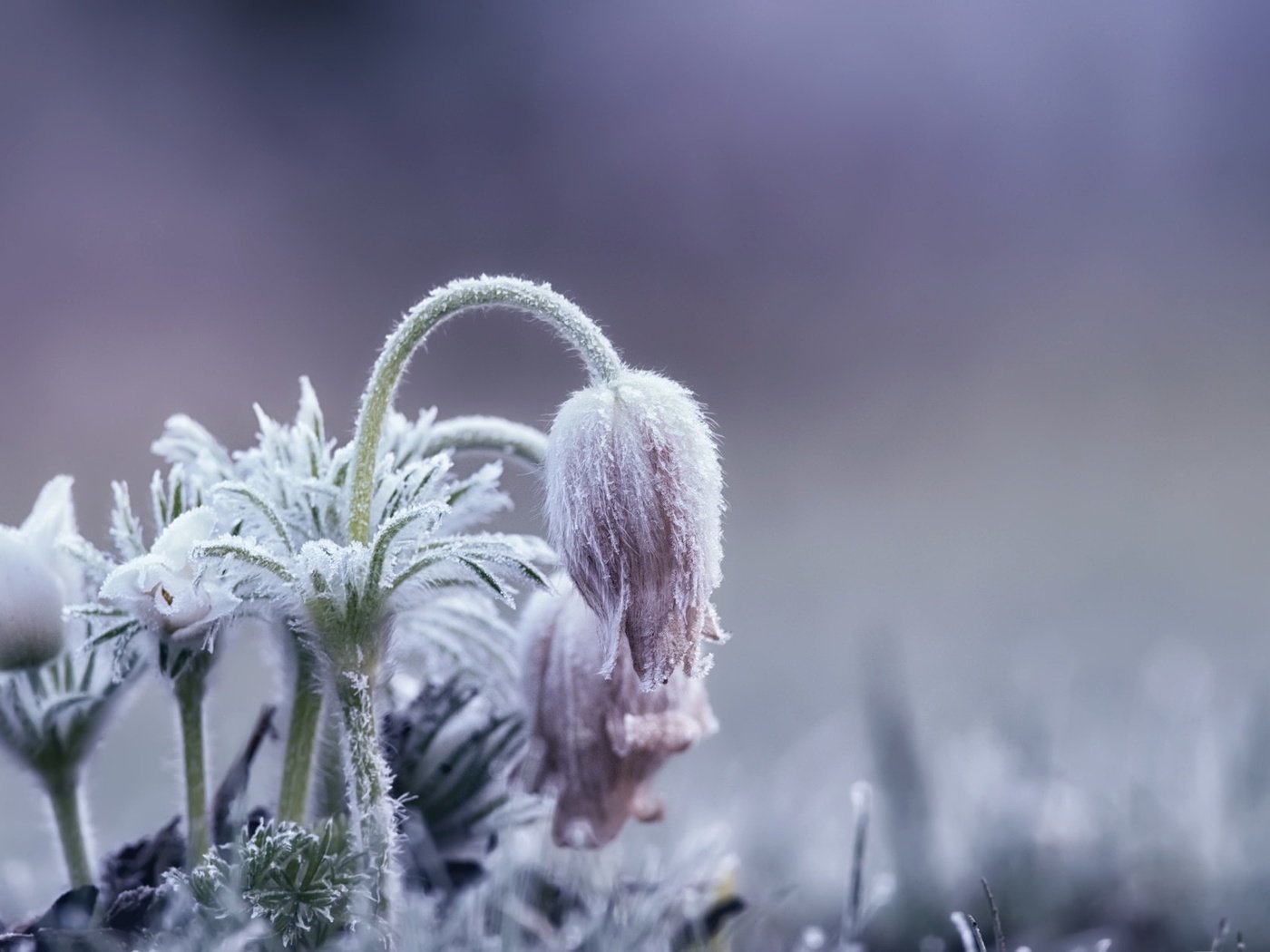 Обои цветы, природа, фон, весна, сон-трава, прострел, flowers, nature, background, spring, sleep-grass, cross разрешение 2048x1243 Загрузить