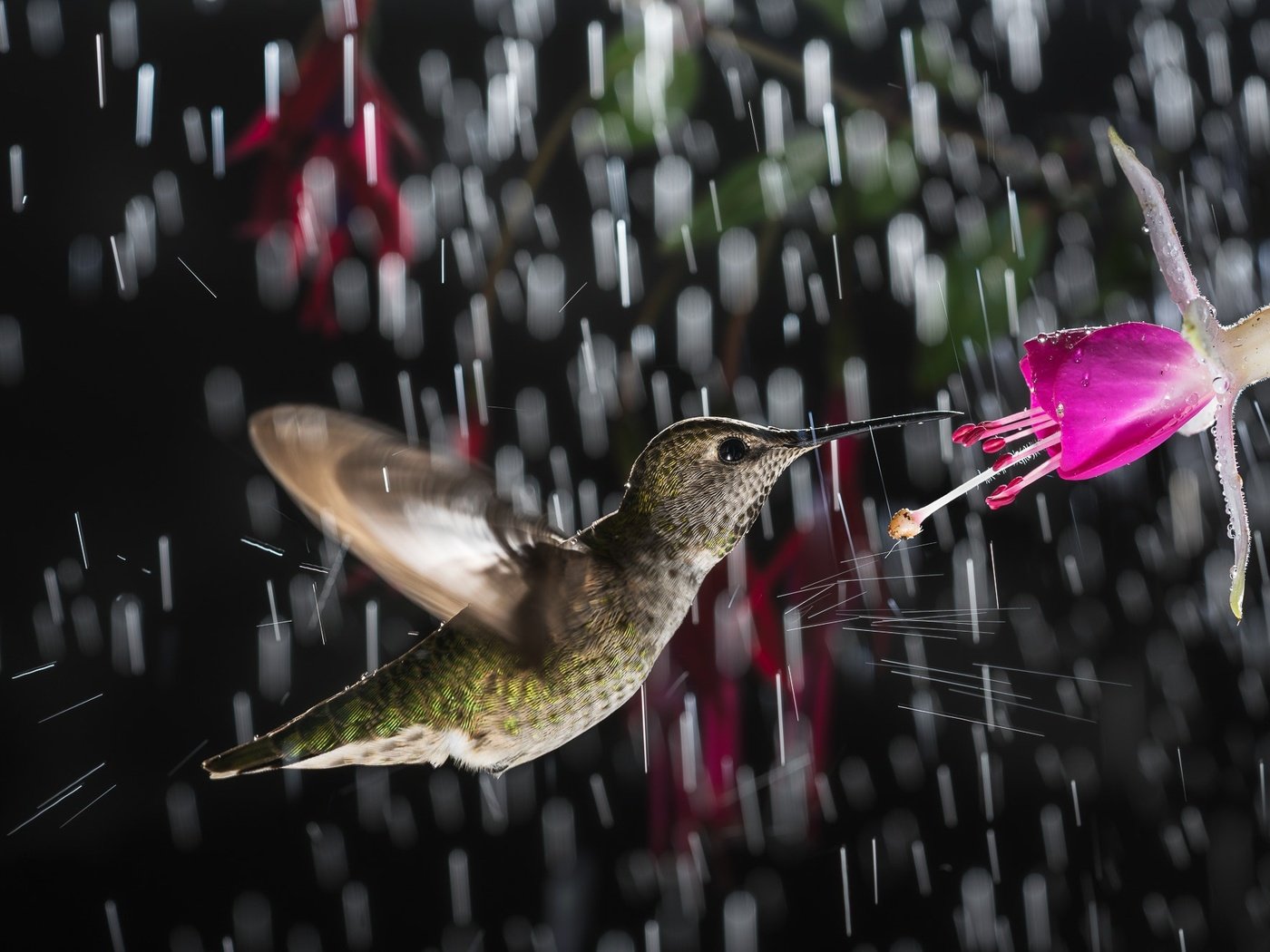 Обои цветок, птица, дождь, колибри, flower, bird, rain, hummingbird разрешение 2000x1334 Загрузить