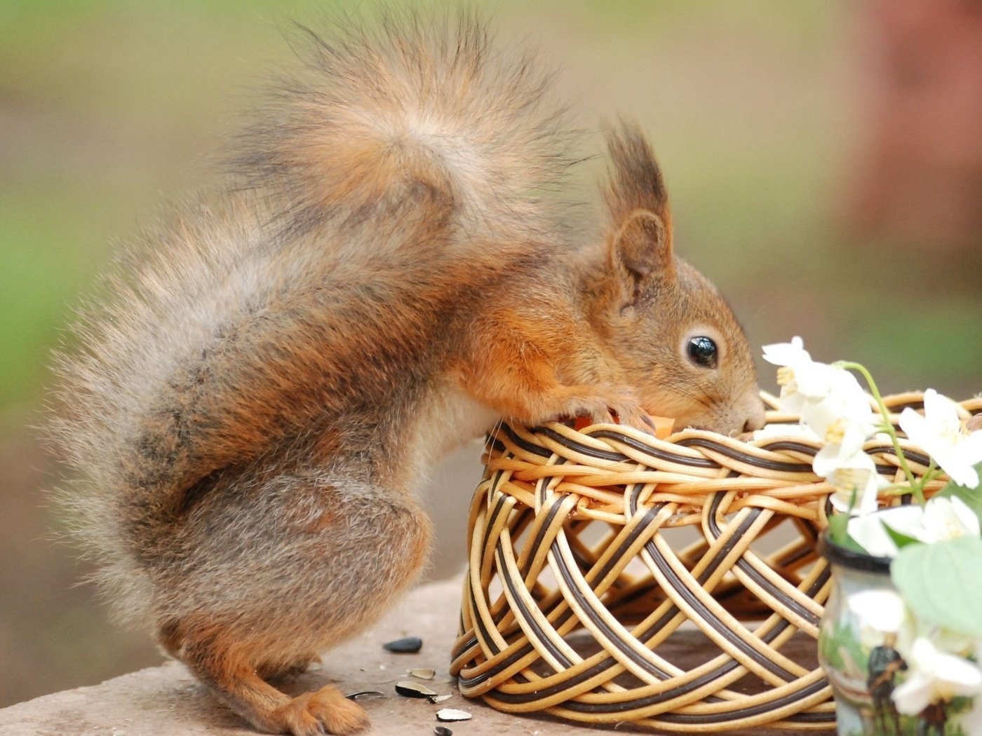 Обои цветы, корзина, белка, хвост, белочка, грызун, flowers, basket, protein, tail, squirrel, rodent разрешение 1920x1286 Загрузить