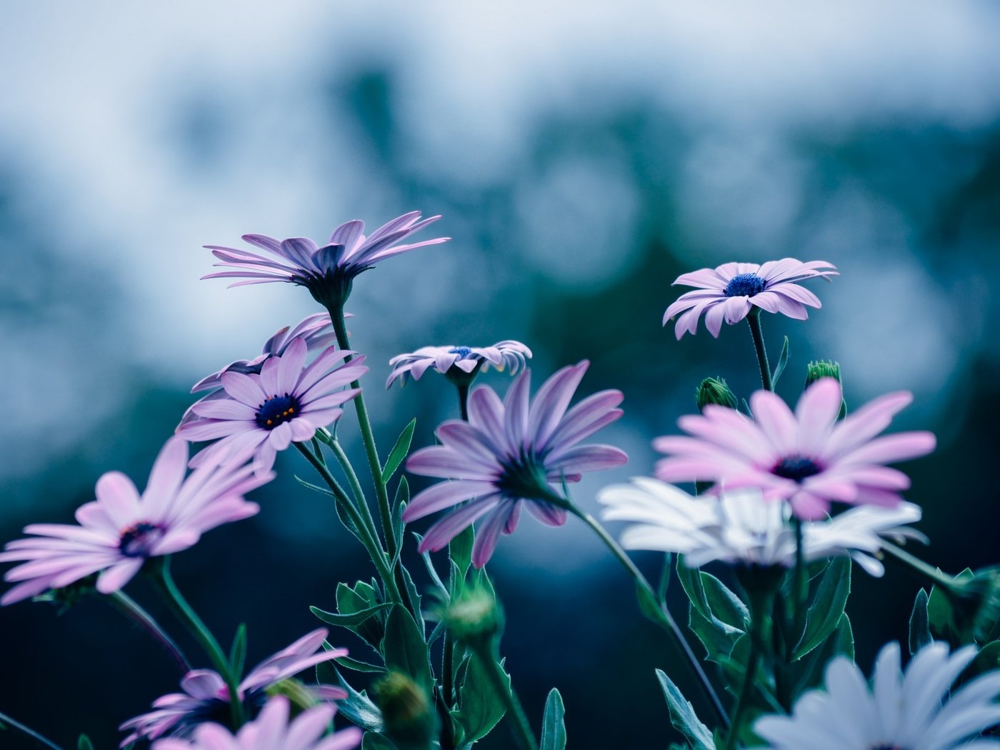 Обои цветы, лепестки, остеоспермум, flowers, petals, osteospermum разрешение 2048x1395 Загрузить