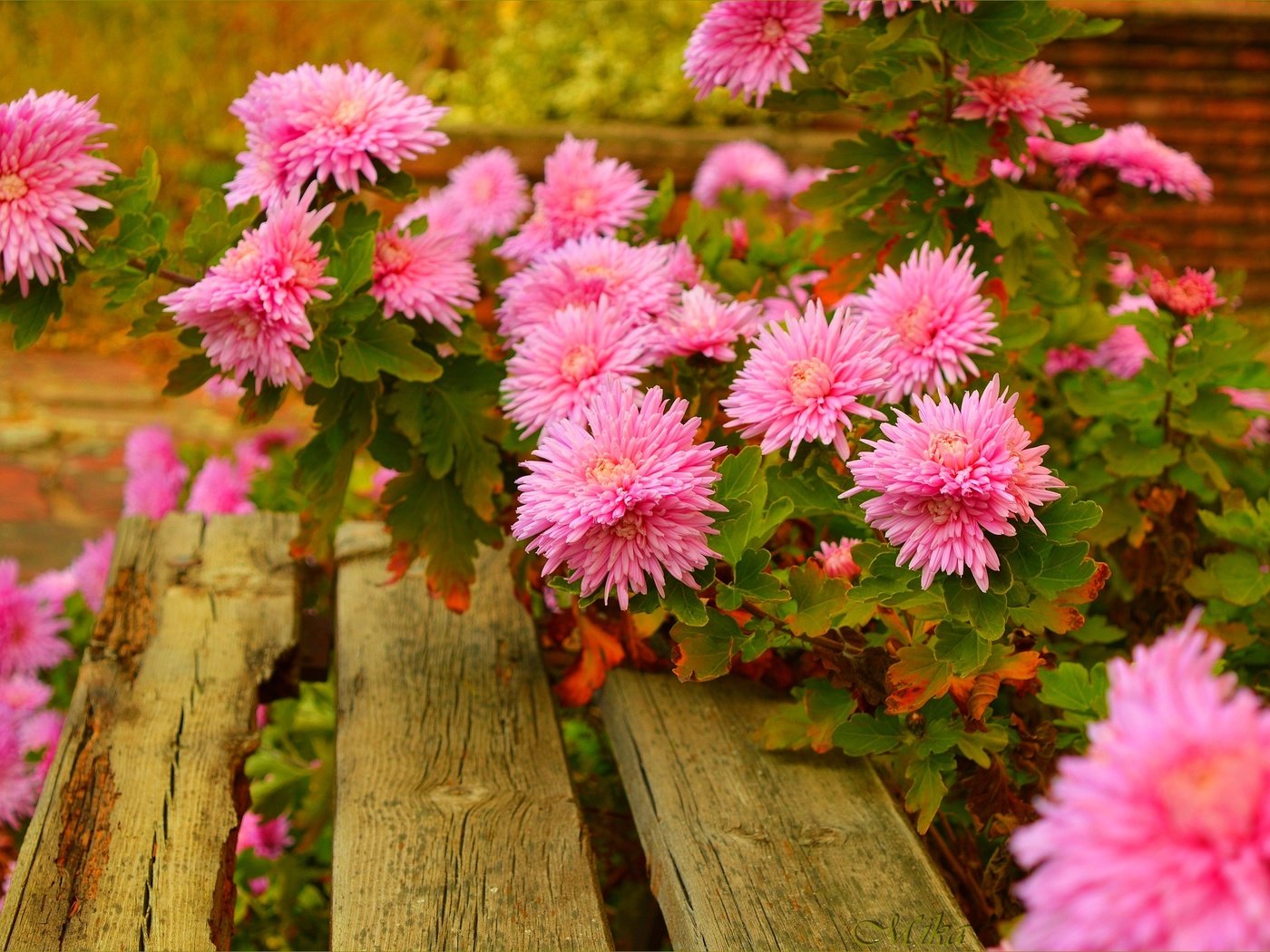 Обои цветы, скамейка, розовые, астры, flowers, bench, pink, asters разрешение 3002x1997 Загрузить