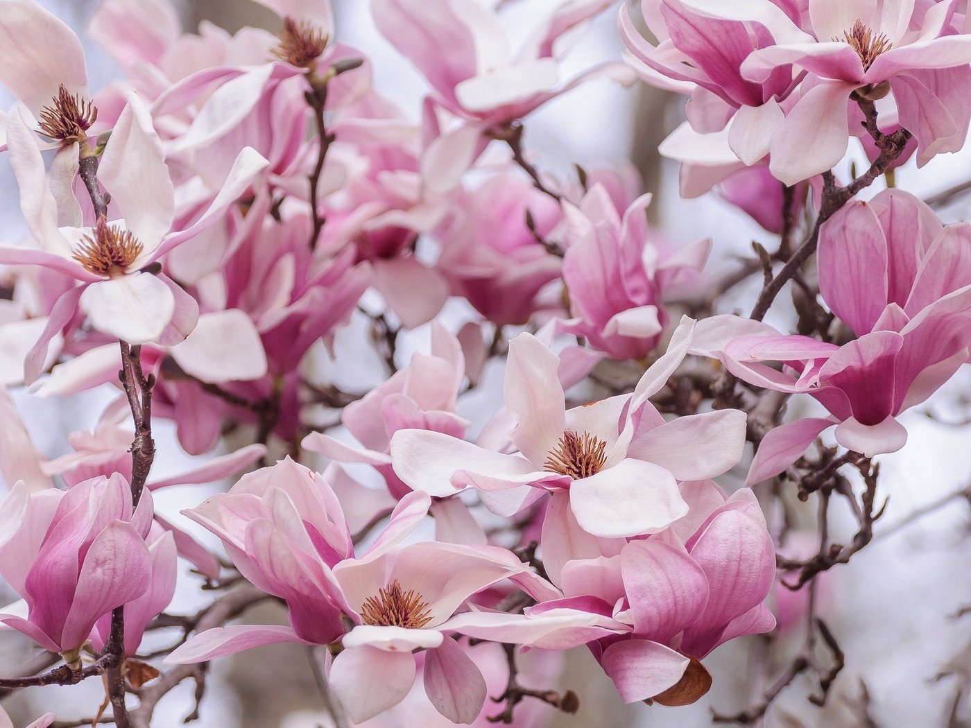 Обои природа, цветение, лепестки, весна, магнолия, nature, flowering, petals, spring, magnolia разрешение 2048x1276 Загрузить