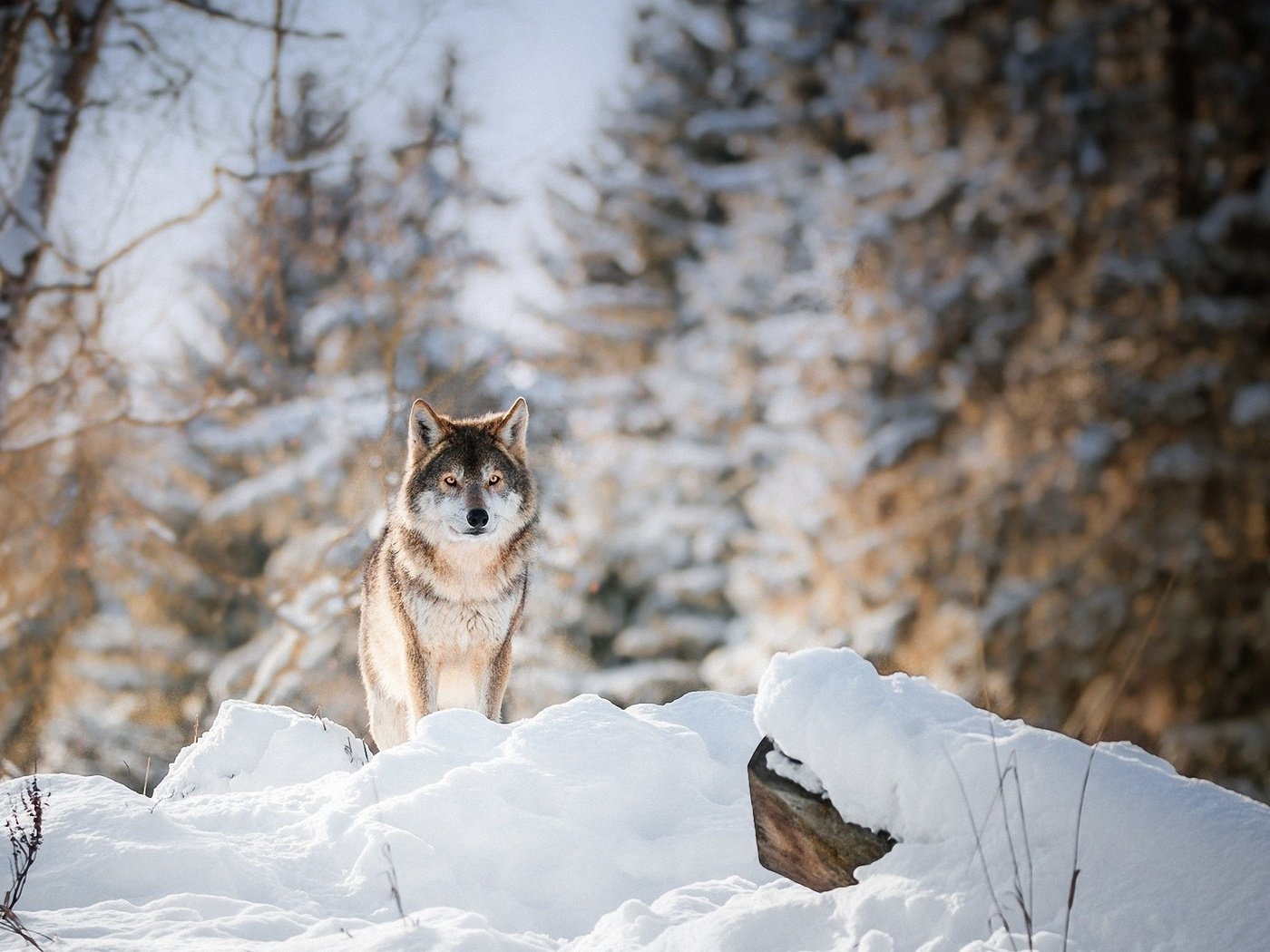 Обои лес, зима, взгляд, хищник, животное, волк, forest, winter, look, predator, animal, wolf разрешение 2200x1261 Загрузить